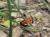 Pyrausta falcatalis